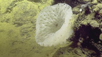 Media type: image;   Invertebrate Zoology 153111 Description: live specimen;